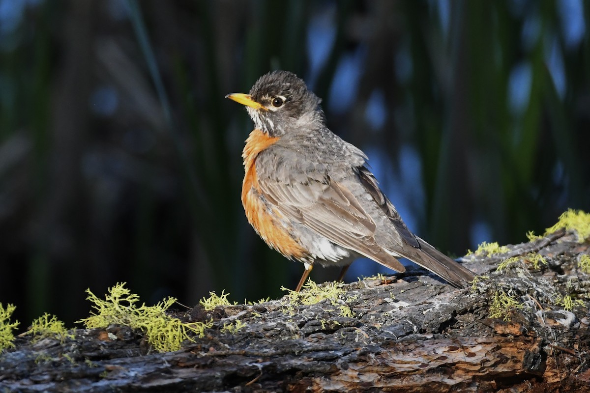 American Robin - Kent Kleman