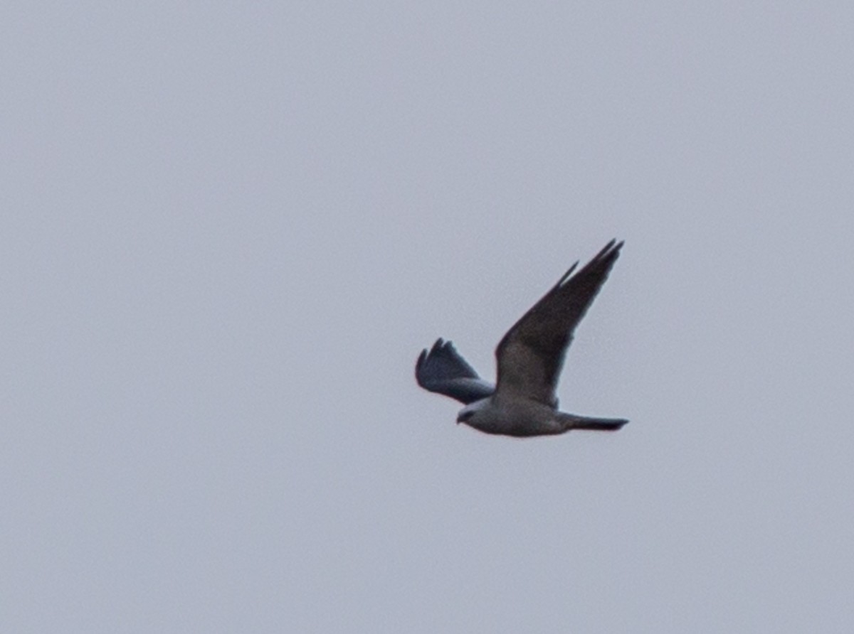 Mississippi Kite - ML58471051