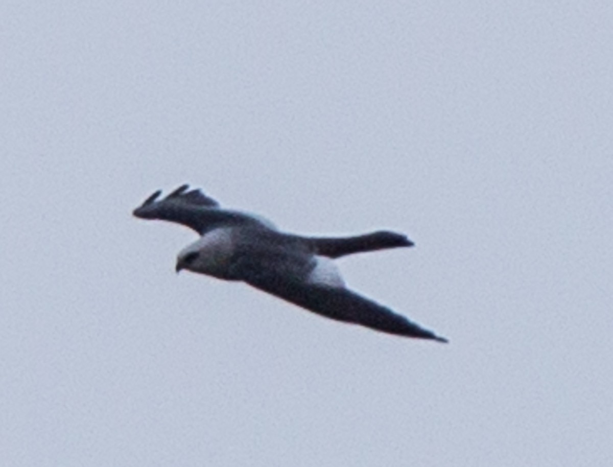 Mississippi Kite - ML58471061