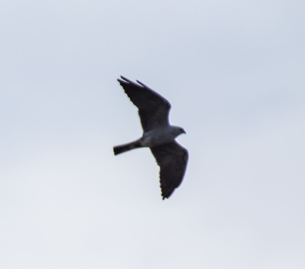 Mississippi Kite - ML58471071