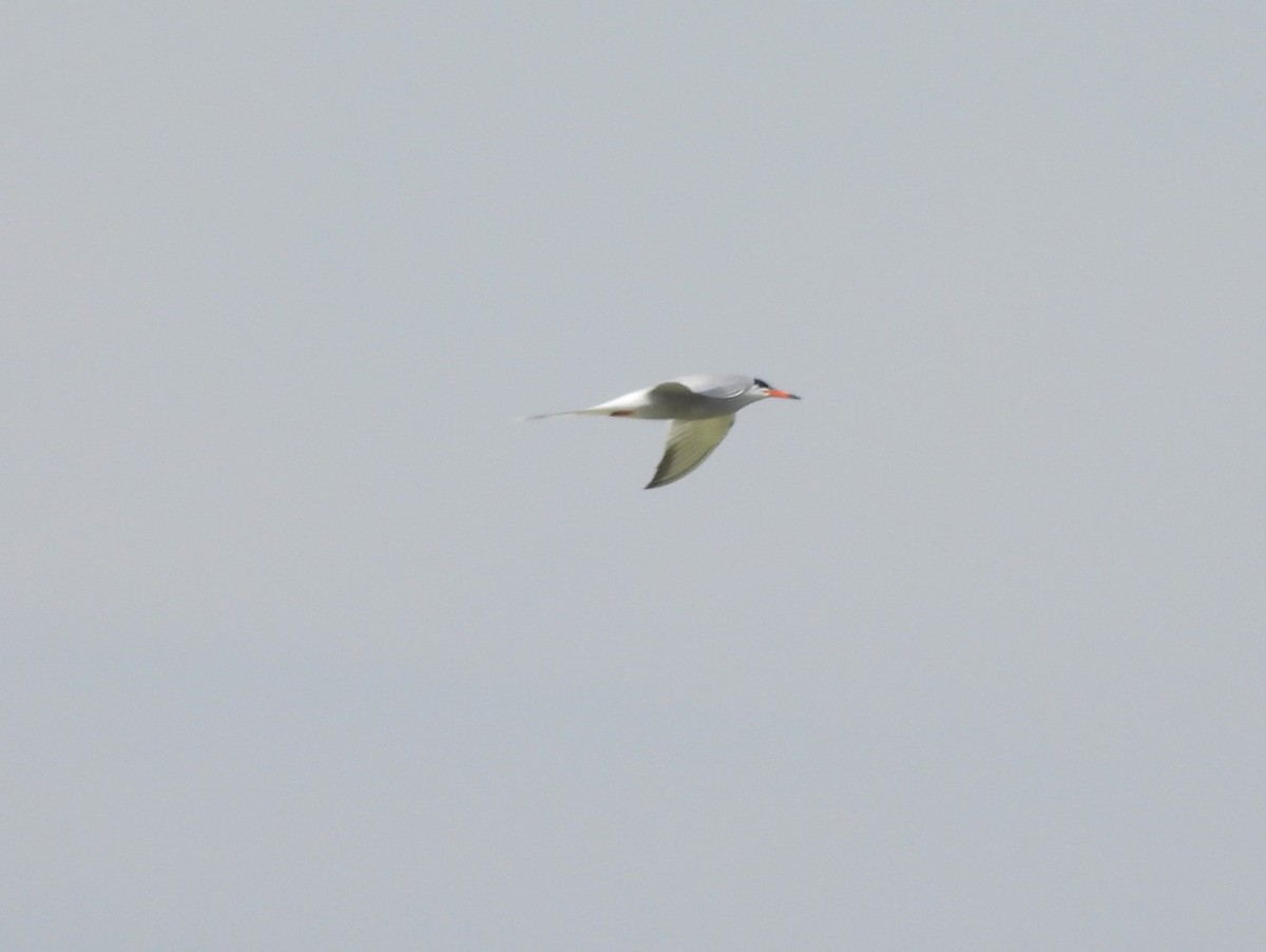 Least Tern - ML584711091