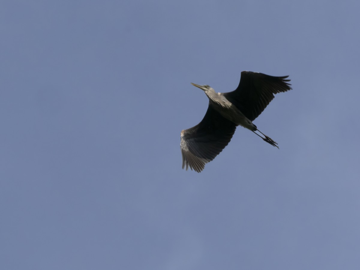 Great Blue Heron - ML584711431