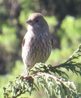 towhee sp. - ML584713251