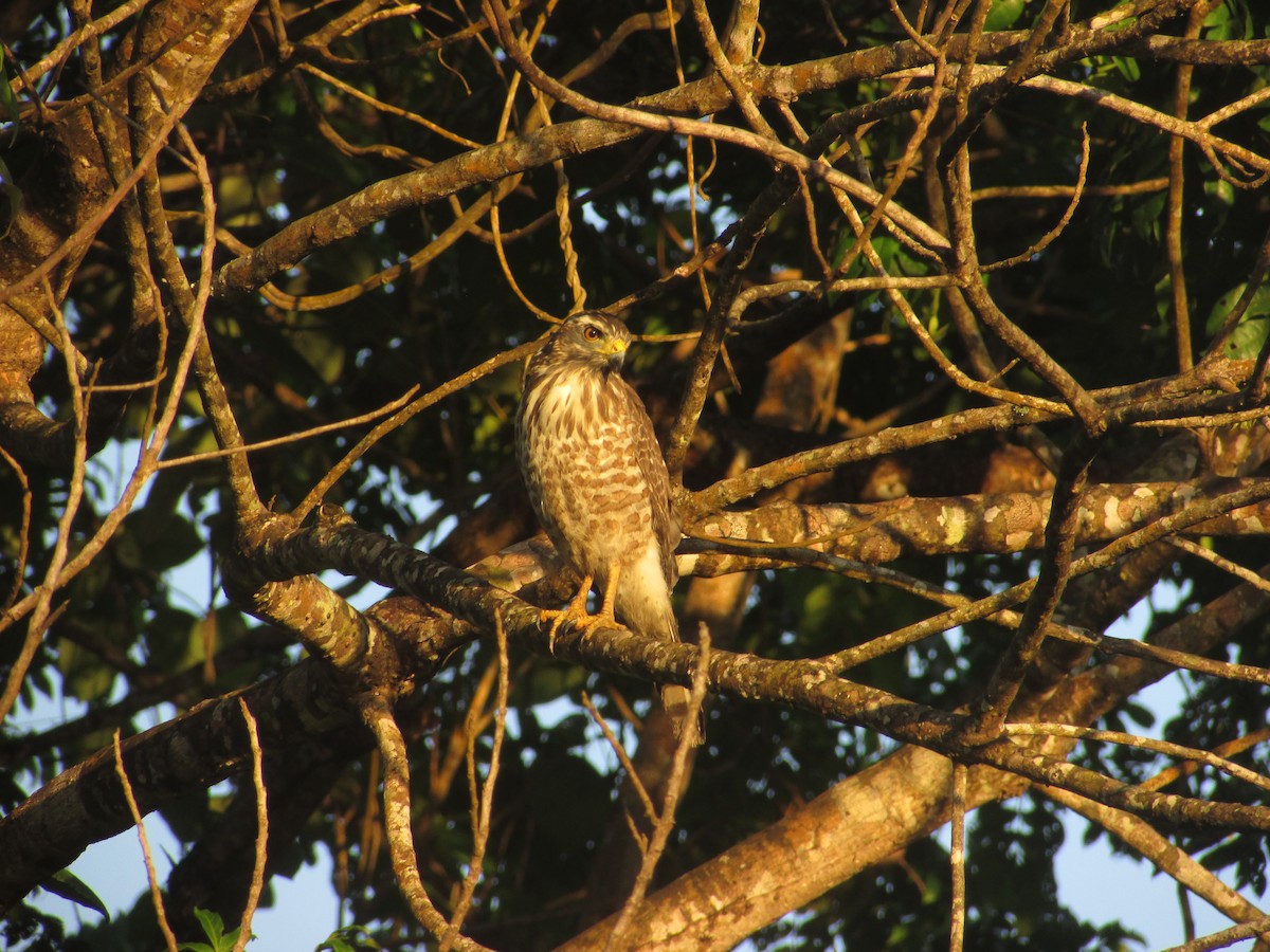 Roadside Hawk - ML584713611