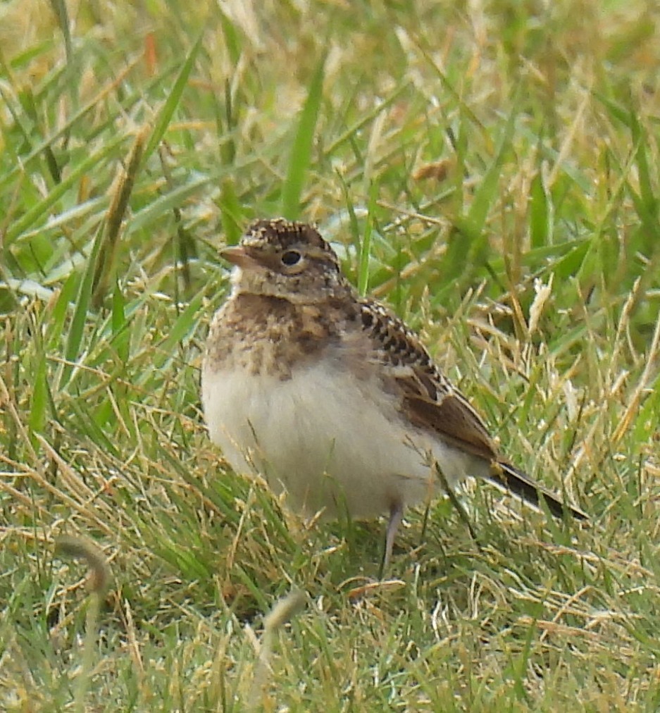 Horned Lark - ML584714761