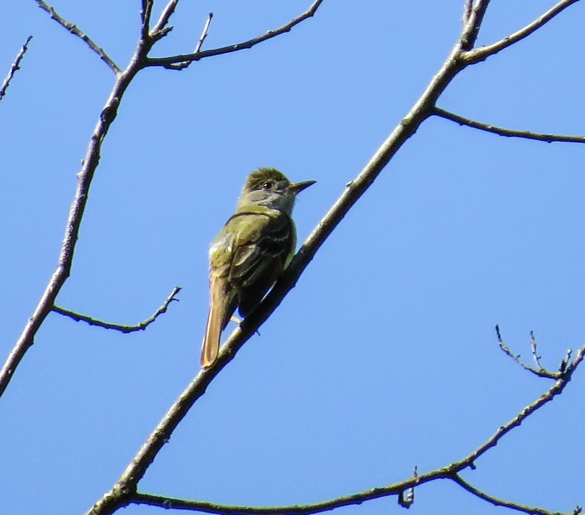 Great Crested Flycatcher - ML58471521