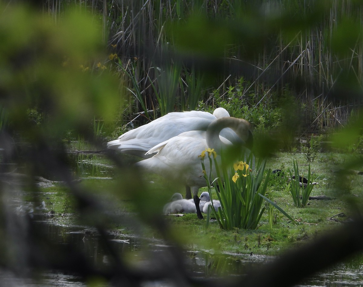 Trumpeter Swan - ML584715301