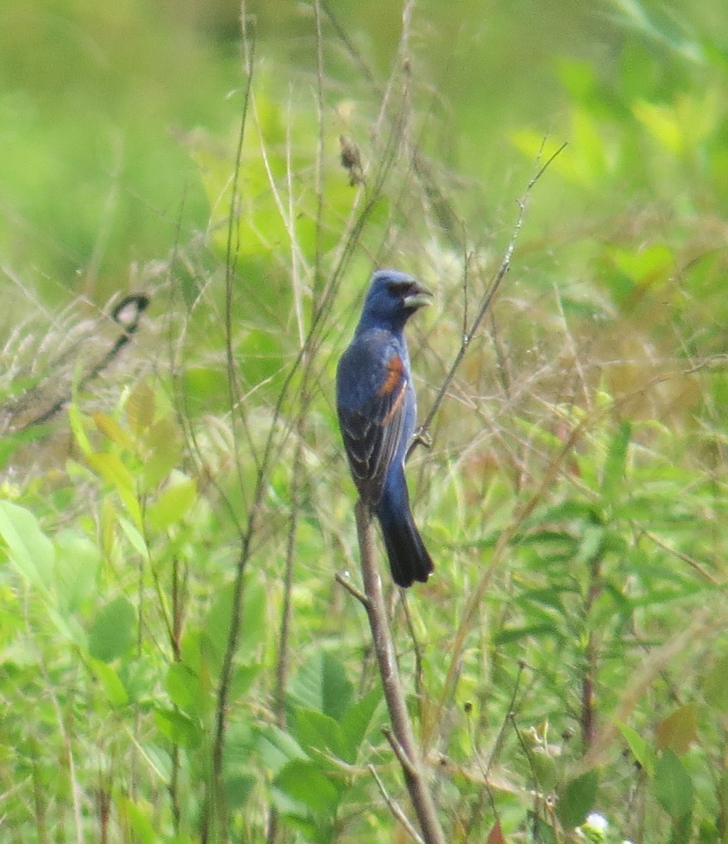 Blue Grosbeak - ML584715701