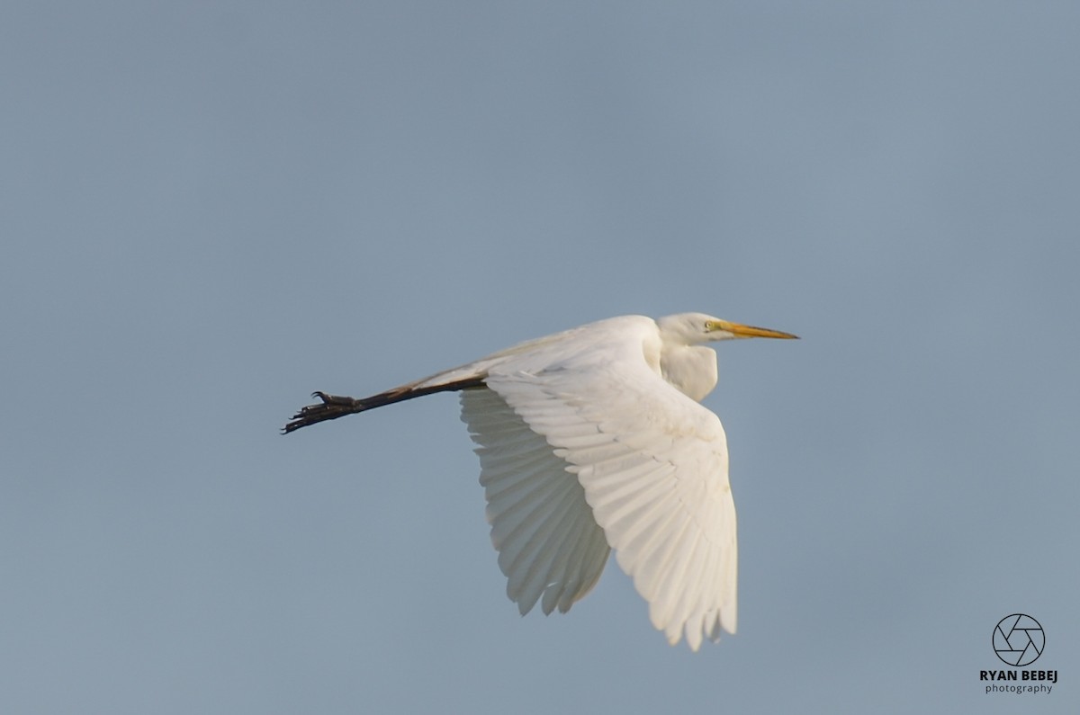 Great Egret - ML584715821