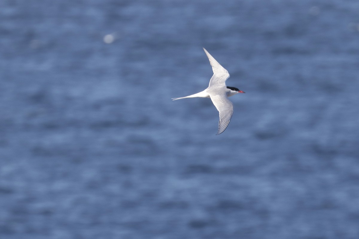 Arctic Tern - Levi Sheridan