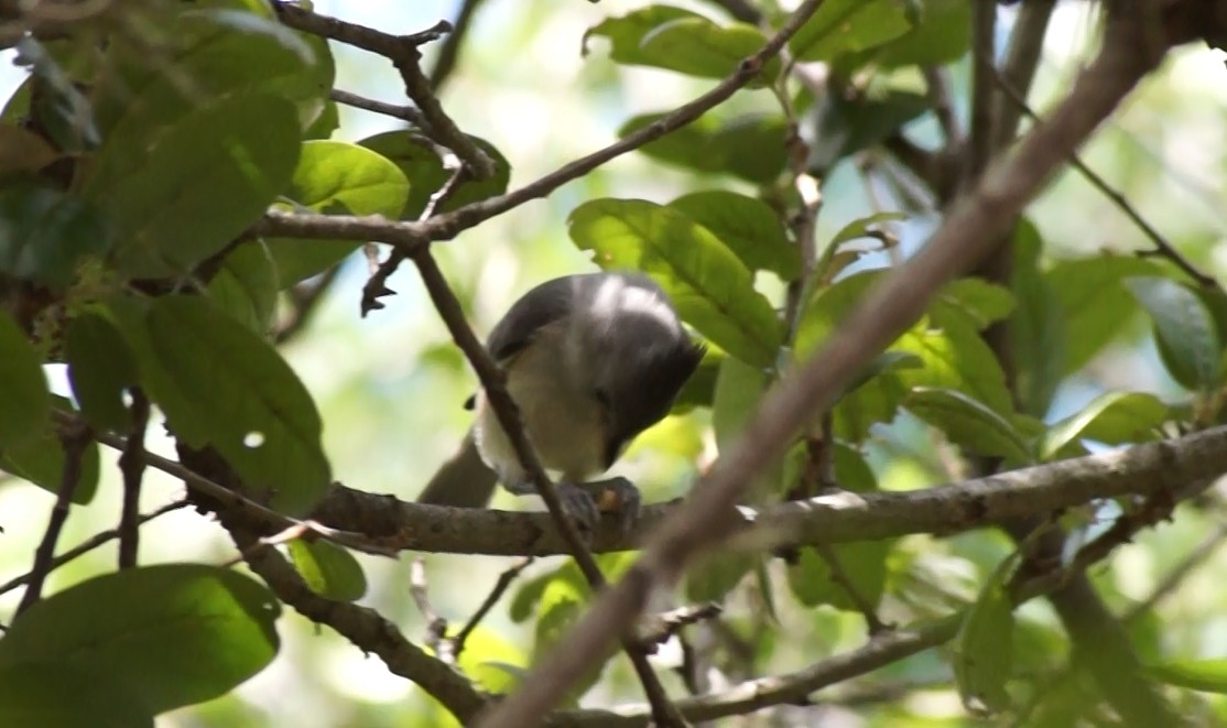 Black-crested Titmouse - ML584717381