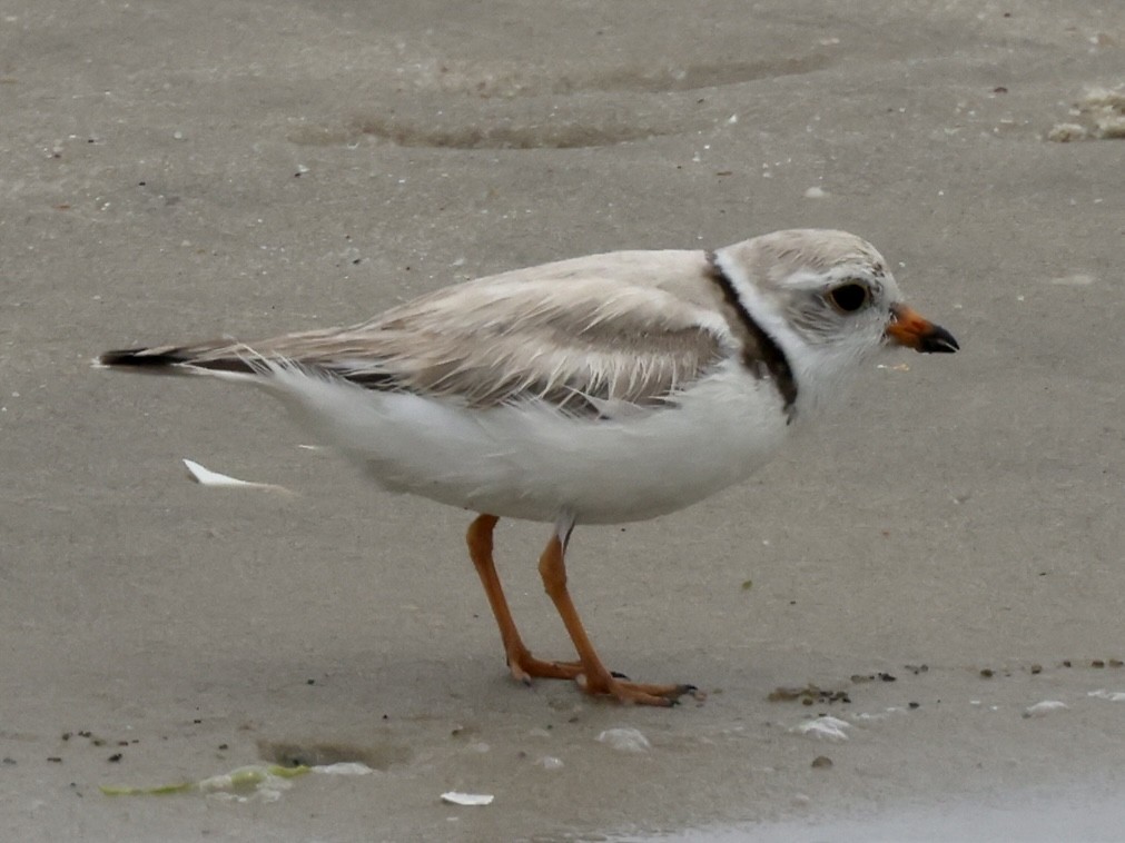 Piping Plover - ML584718621