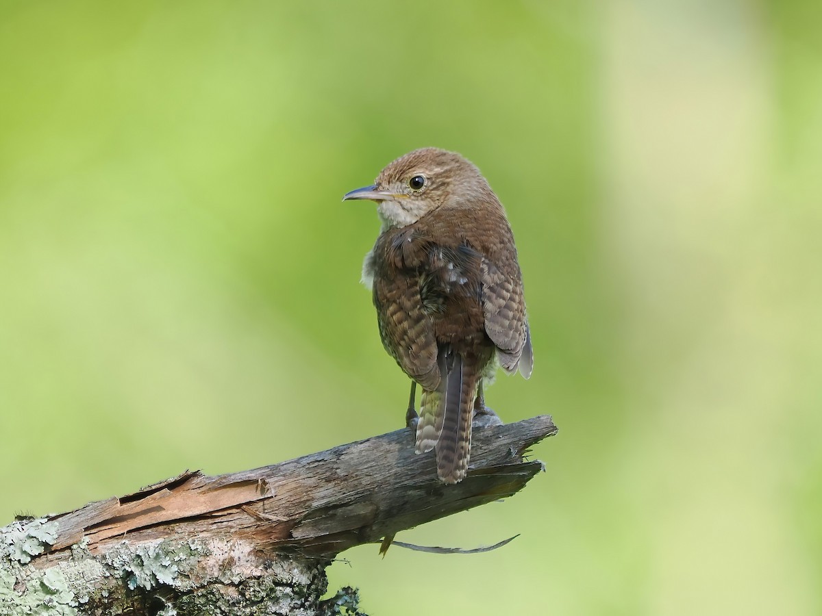 Northern House Wren - ML584718811