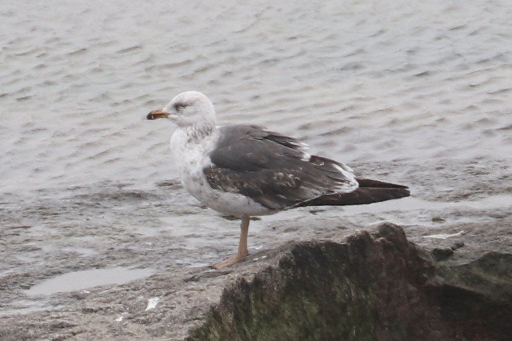 Lesser Black-backed Gull - ML584719691