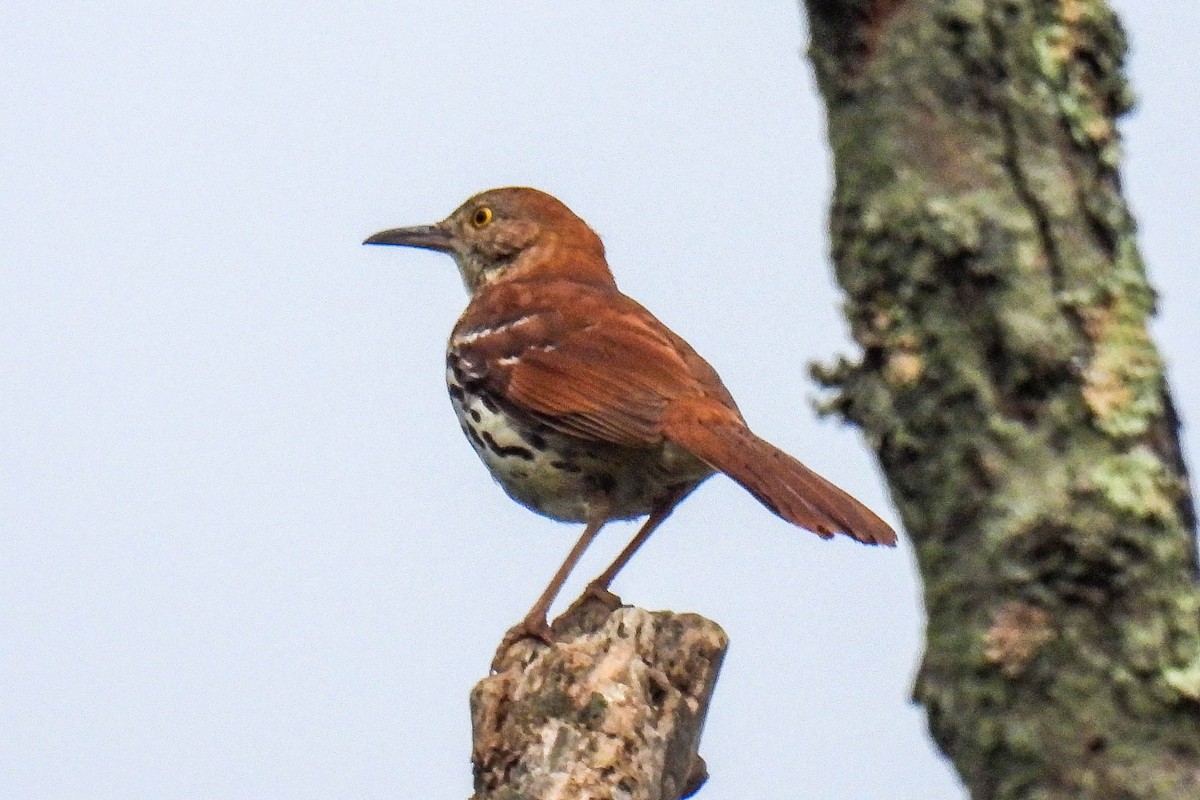 Brown Thrasher - ML584720221