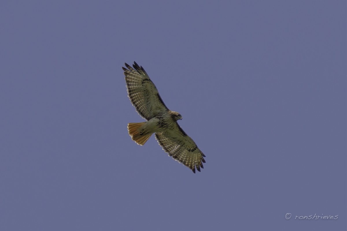 Red-tailed Hawk - ML584720321