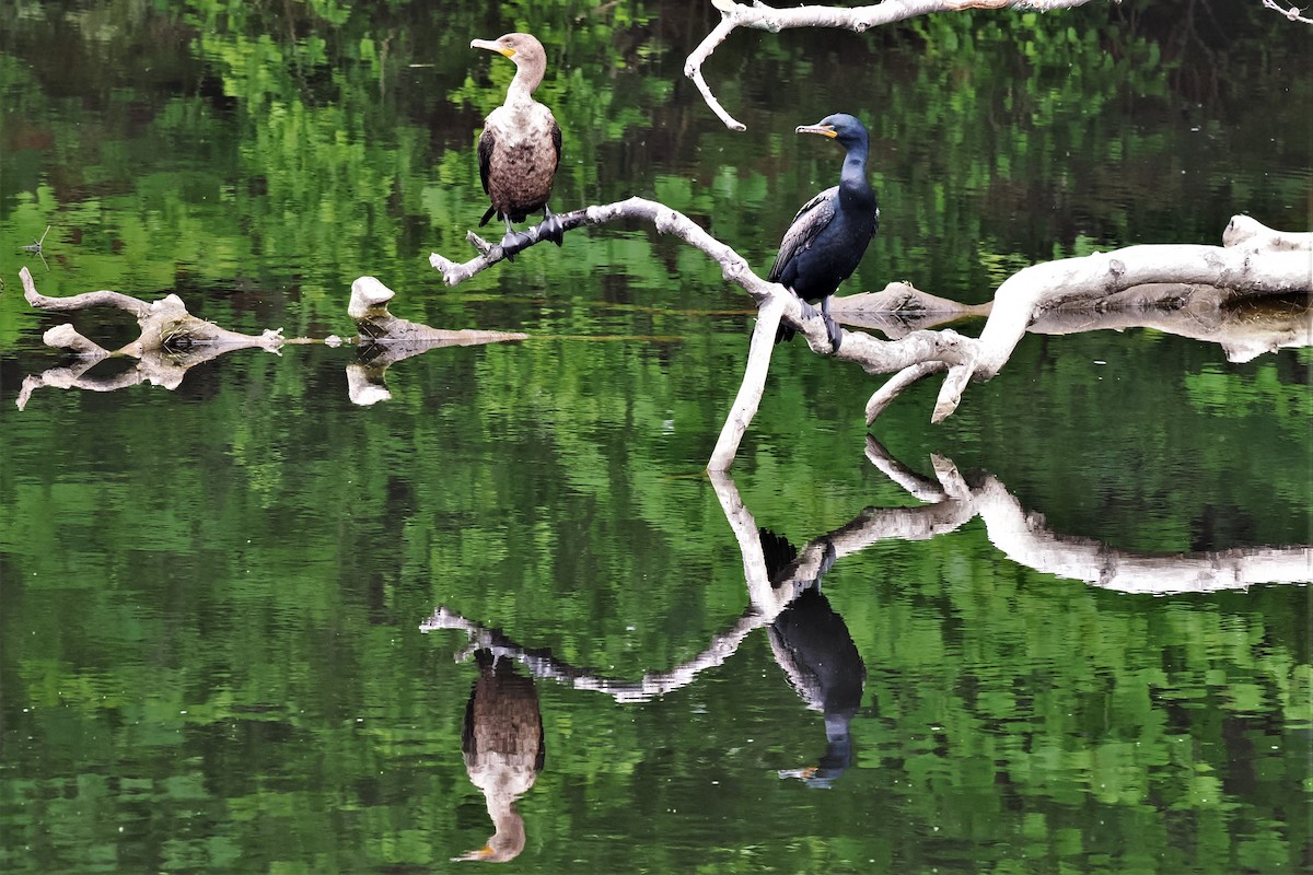 Double-crested Cormorant - ML584721441