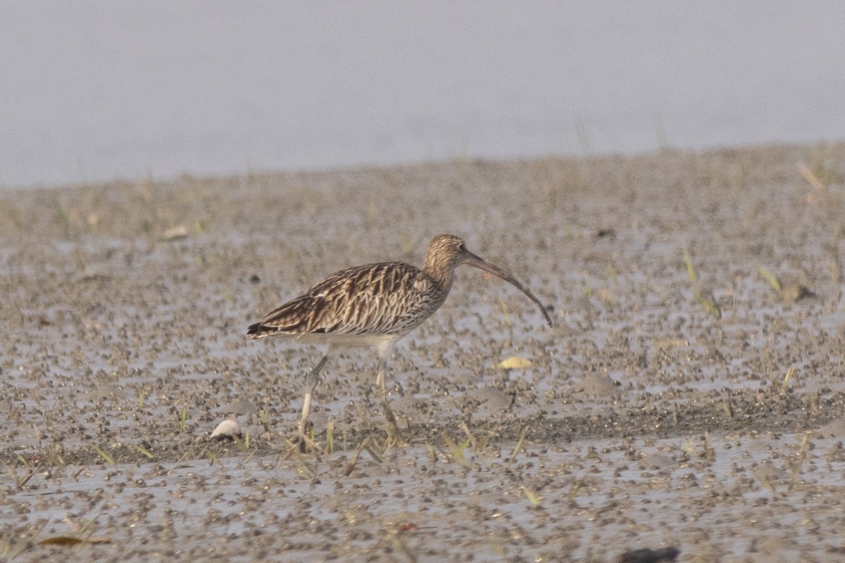 Eurasian Curlew - Md Abu Taher