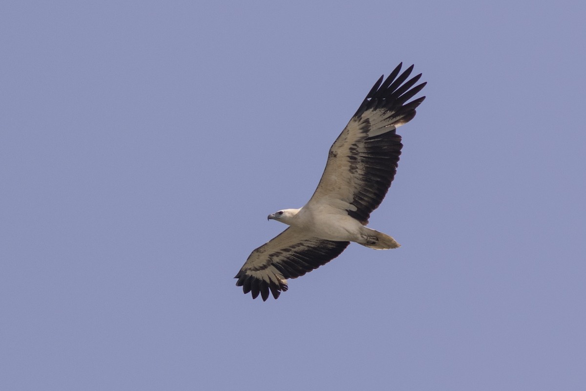 White-bellied Sea-Eagle - ML584722011