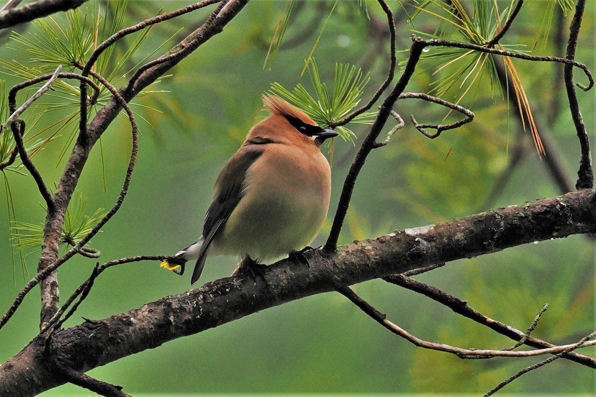 Cedar Waxwing - ML584722071