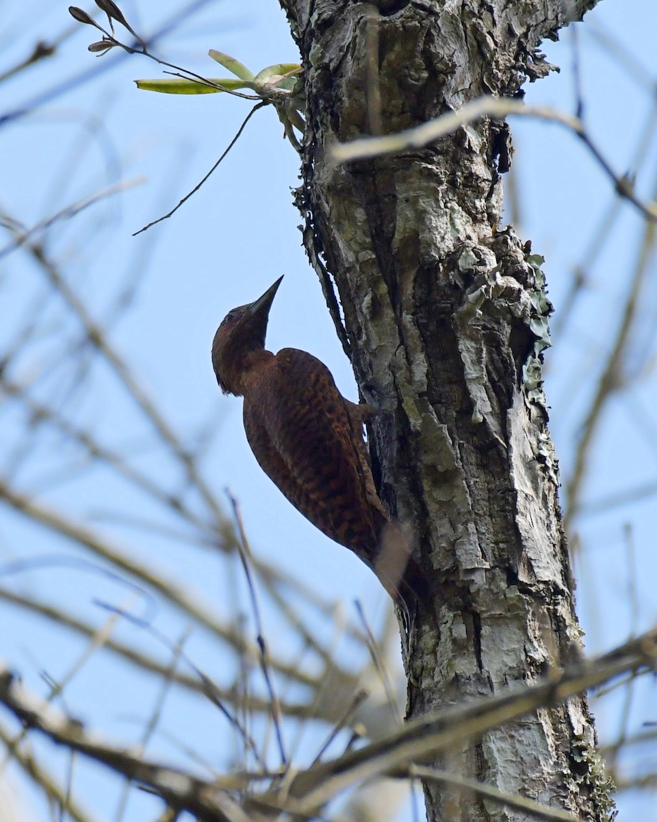 Rufous Woodpecker - ML584722121