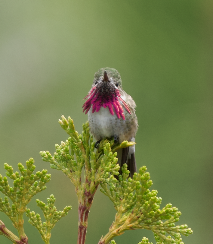 Colibrí Calíope - ML584722441