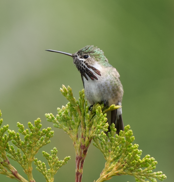 Colibrí Calíope - ML584722471