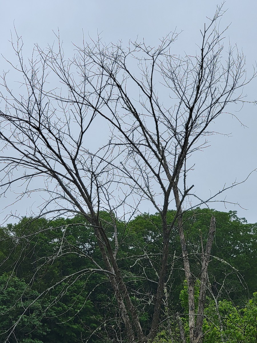 Chimney Swift - ML584723871