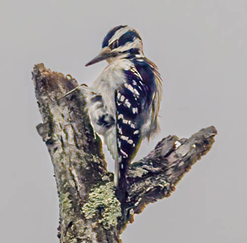 Hairy Woodpecker - ML584724311