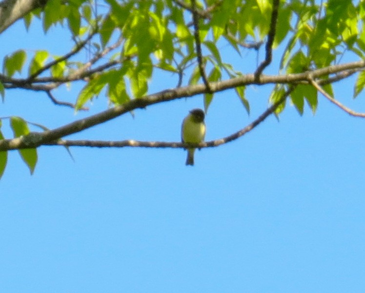 Nashville Warbler - ML58472451