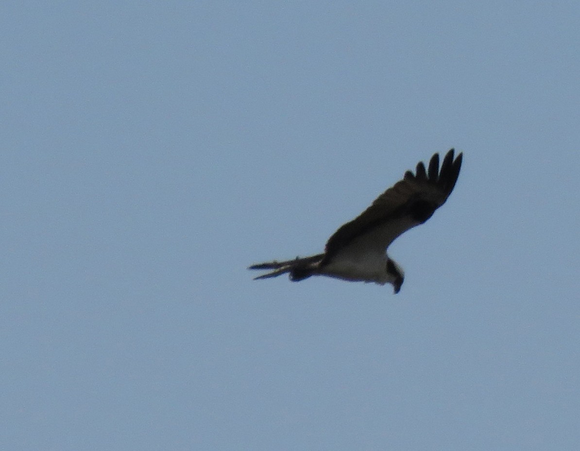 Osprey (American) - ML584725121