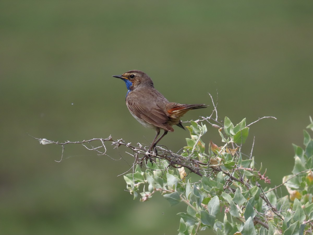 Blaukehlchen - ML584725641