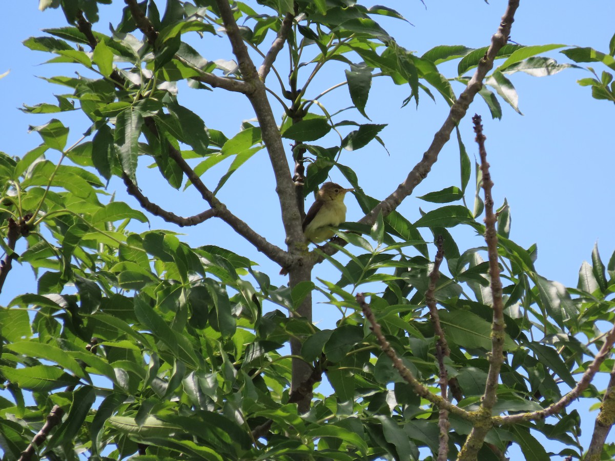 Melodious Warbler - ML584726571