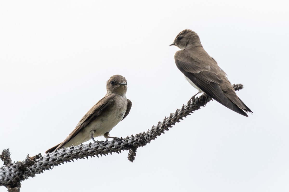 Northern Rough-winged Swallow - ML584727001