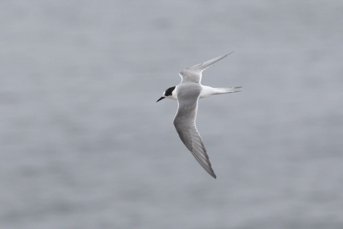 Arctic Tern - ML584728611