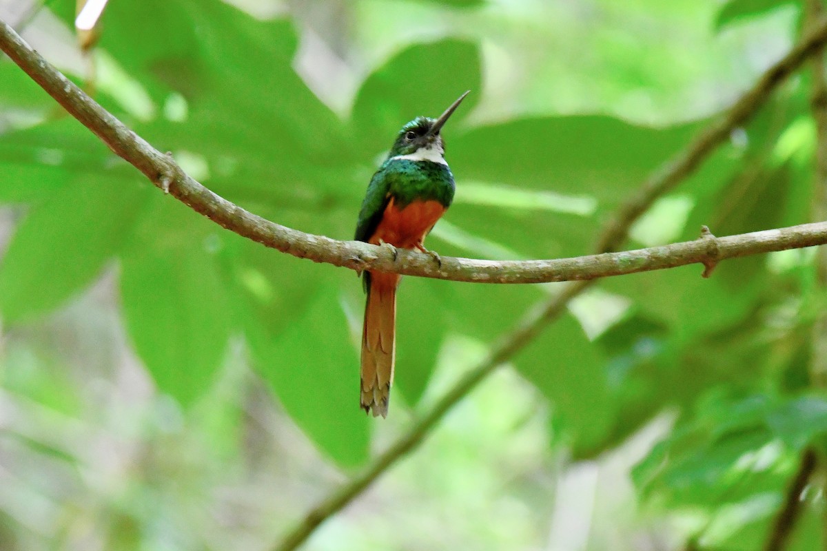 Jacamar à queue rousse - ML584729221