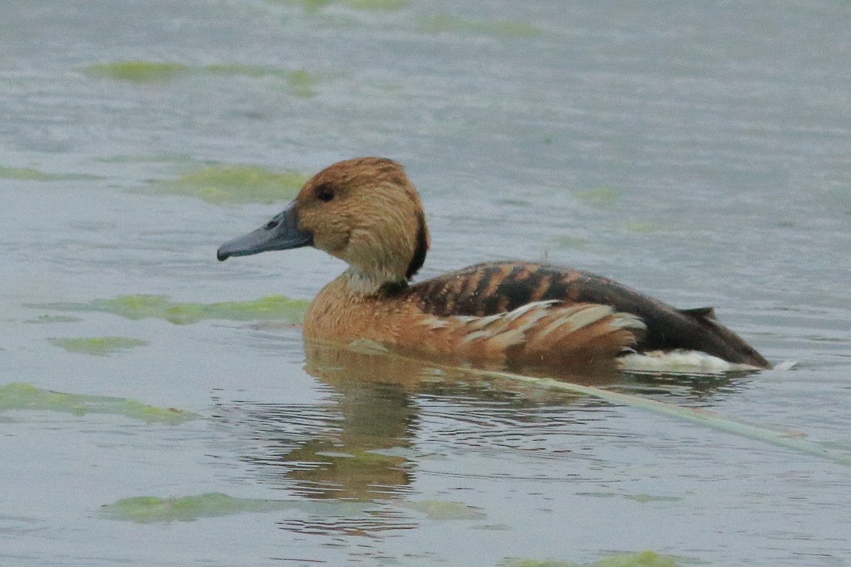 Fulvous Whistling-Duck - ML584730061