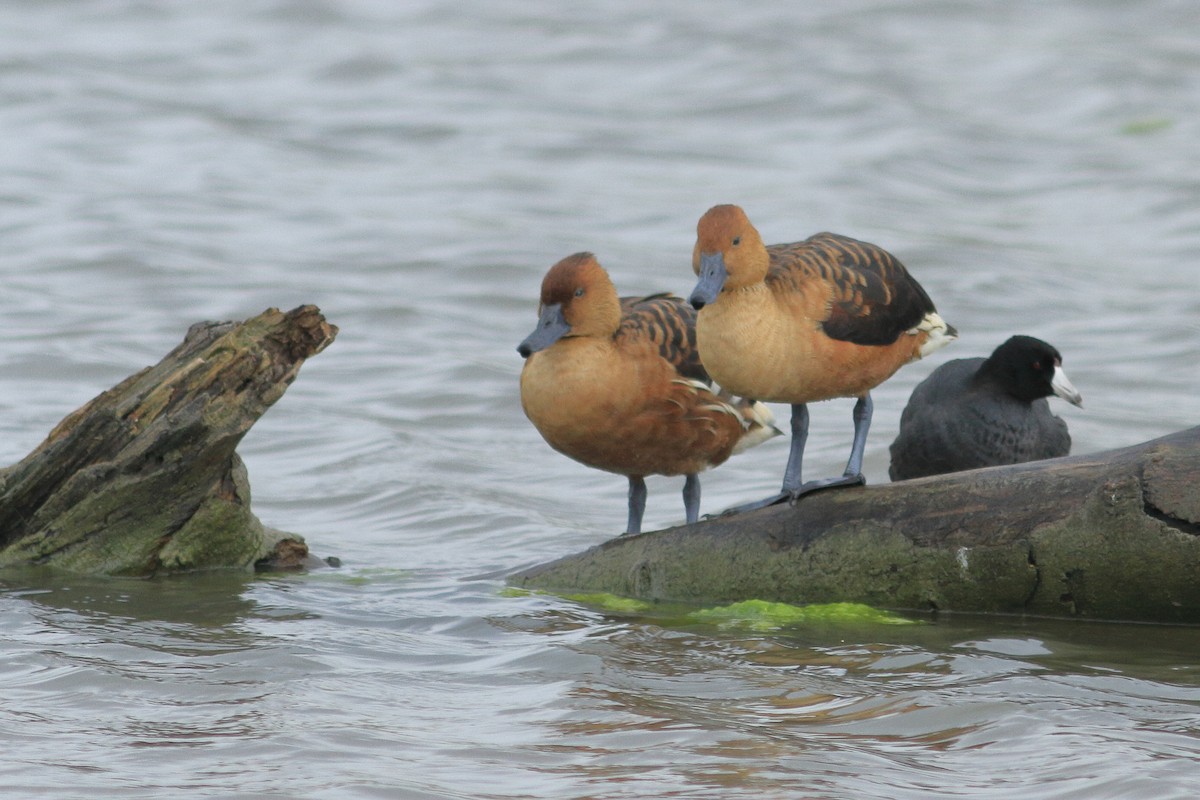 Fulvous Whistling-Duck - ML584730071