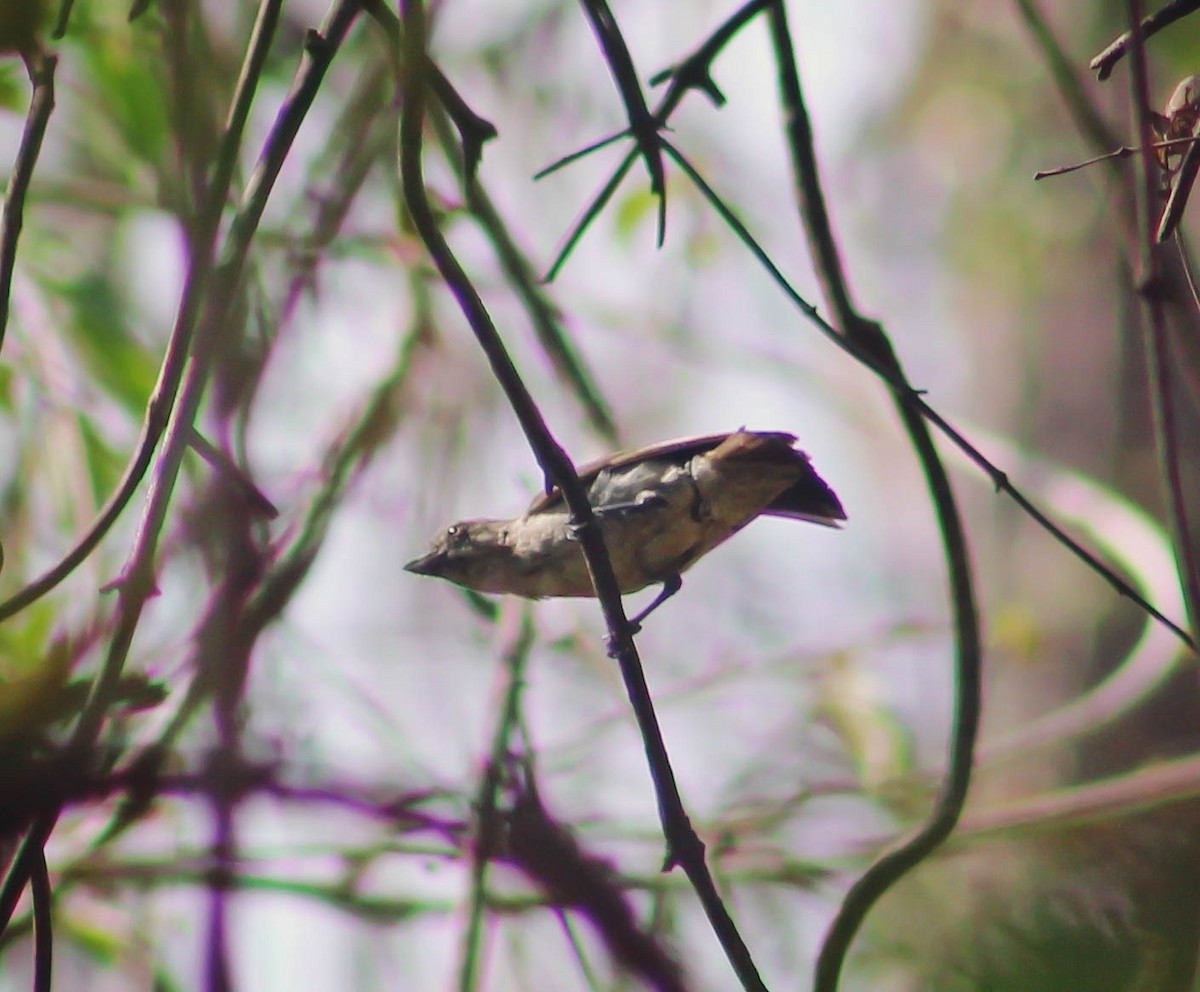 Thick-billed Flowerpecker - Santonab Chakraborty