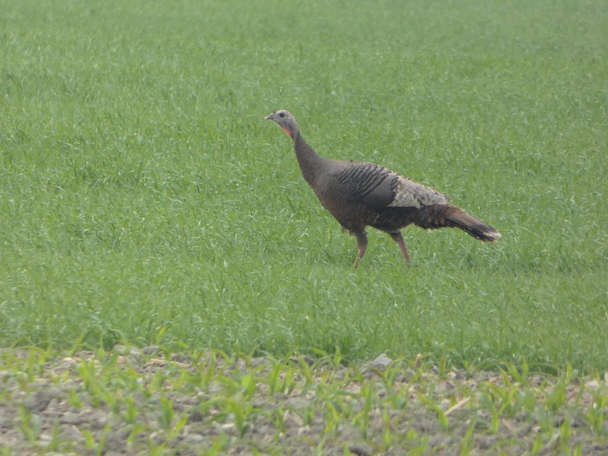 Wild Turkey - Marieta Manolova