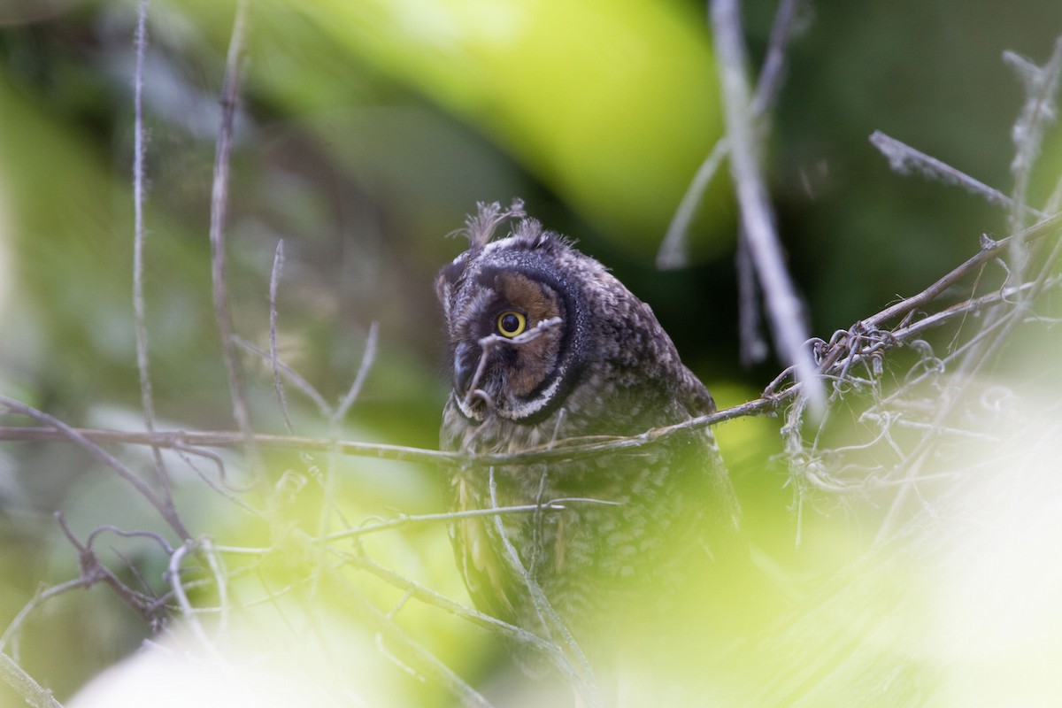 Long-eared Owl - ML584731721