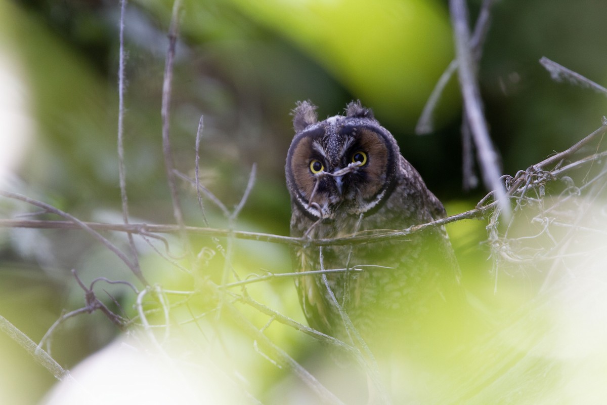 Long-eared Owl - ML584731811