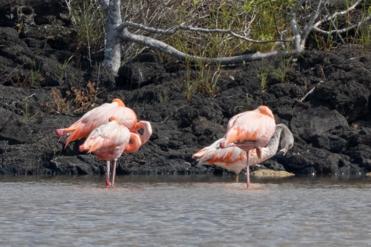 Chilean Flamingo - ML584732021