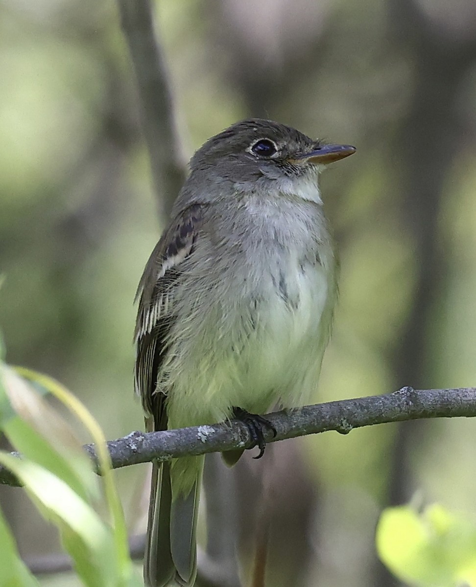 Alder Flycatcher - ML584732831