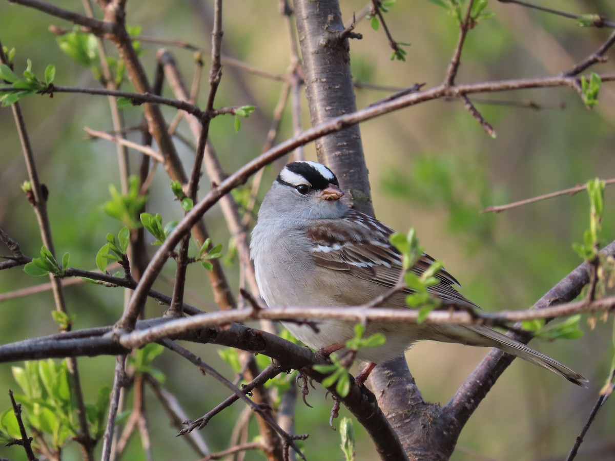 White-crowned Sparrow - ML584732911