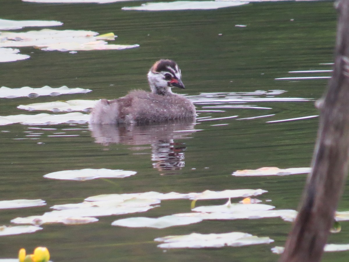 Pied-billed Grebe - ML584733111