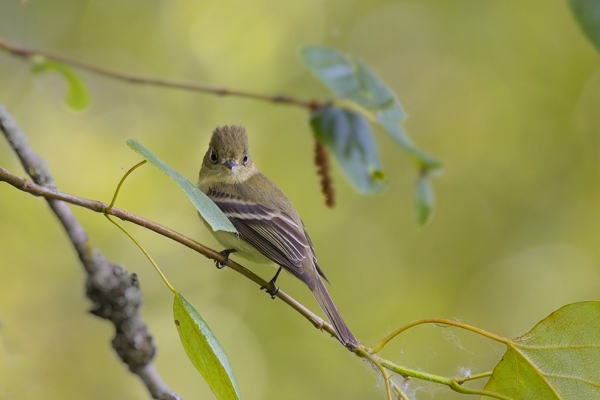 Western Flycatcher (Pacific-slope) - ML584733391