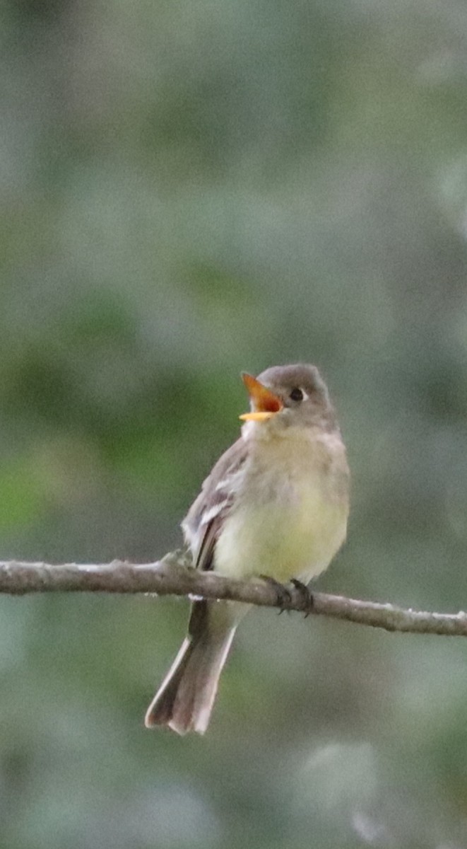 Western Flycatcher (Pacific-slope) - ML584733751