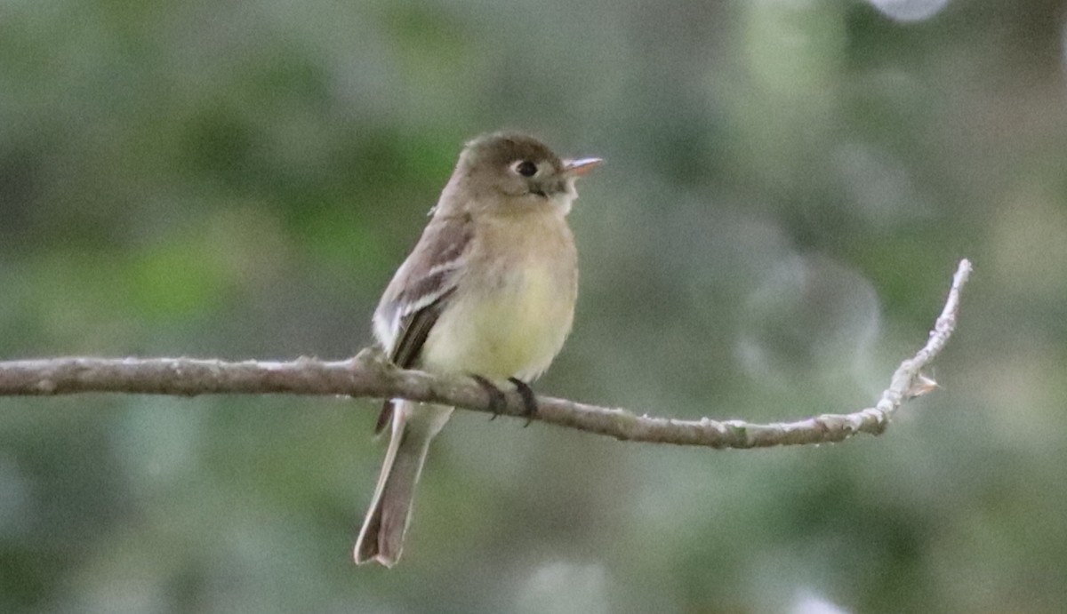 Western Flycatcher (Pacific-slope) - ML584734021