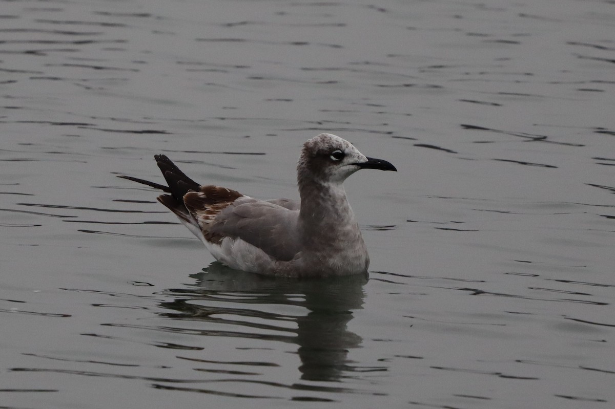 Laughing Gull - Charlie Kaars